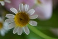 Macro shot of a beautiful chamomile in summer