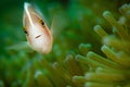 Macro shot of a beautiful clownfish near a green sea anemone