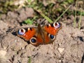 Macro shot of beautiful colourful butterfly - European peacock or peacock butterfly Aglais io on the ground