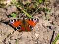 Macro shot of beautiful colourful butterfly - European peacock or peacock butterfly Aglais io on the ground