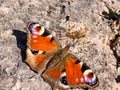 Macro shot of beautiful colourful butterfly - European peacock or peacock butterfly Aglais io on the ground