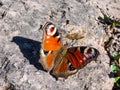 Macro shot of beautiful colourful butterfly - European peacock or peacock butterfly Aglais io on the ground