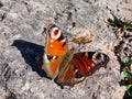 Macro shot of beautiful colourful butterfly - European peacock or peacock butterfly Aglais io on the ground