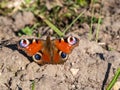 Macro shot of beautiful colourful butterfly - European peacock or peacock butterfly Aglais io on the ground