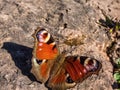 Macro shot of beautiful colourful butterfly - European peacock or peacock butterfly Aglais io on the ground