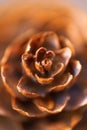 Macro shot of a beautiful conifer cone