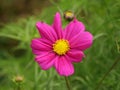 Macro shot of a beautiful cosmos bipinnatus Royalty Free Stock Photo