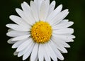 Daisy Royalty Free Stock Photo