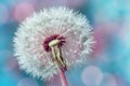 Macro shot of beautiful dandelion flower with water drops on turquoise colorful background. Spring or summer nature scene Royalty Free Stock Photo