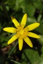 beautiful Ficaria verna, commonly known as lesser celandine or pilewort in the garden Royalty Free Stock Photo