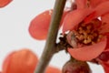 Macro shot of a beautiful flowering quince in spring