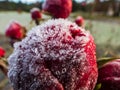 Macro shot of beautiful frozen frost crystals on dark red rosse on a gloomy day in the botanic garden Royalty Free Stock Photo