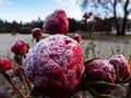 Macro shot of beautiful frozen frost crystals on dark red rosses on a gloomy day in the botanic garden Royalty Free Stock Photo