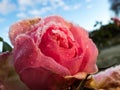 Macro shot of beautiful frozen pink rose covered with early morning frost crystals with garden and blue sky background Royalty Free Stock Photo