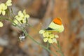 Macro shot of a beautiful genus Pieridae butterfly outdoors during daylight