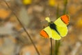 Macro shot of a beautiful genus Pieridae butterfly outdoors during daylight