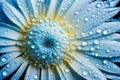 Beautiful gerbera daisy with water drops