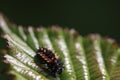 Macro shot of a beautiful Harlequin ladybird larva on a green leaf Royalty Free Stock Photo