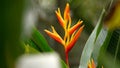 Macro shot of a beautiful heliconia flower under the sunlight