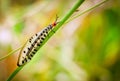 A macro shot of a beautiful lacewing