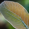 macro shot of a beautiful leafmacro shot of a beautiful leafgreen leaves in the garden Royalty Free Stock Photo