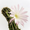 Macro shot of a beautiful light pink blooming cactus flower on white Royalty Free Stock Photo