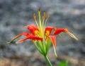 Close-up of a beautiful Liium catesbaei, most commonly known as Catesby`s lily or pine lily, with a blurred grayish background Royalty Free Stock Photo