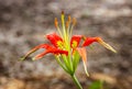 Close-up of a beautiful Liium catesbaei, most commonly known as Catesby`s lily or pine lily Royalty Free Stock Photo