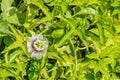 A macro shot of beautiful open flower on green background