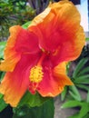 Macro shot of a beautiful orange-red Hawaiian hibiscus