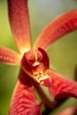 macro shot of a beautiful orchid Royalty Free Stock Photo