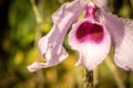 macro shot of a beautiful orchid Royalty Free Stock Photo