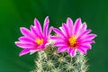 Macro shot of a beautiful pink blooming cactus flower. Royalty Free Stock Photo
