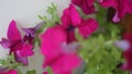 Macro shot of beautiful pink impatient flowers surrounded by green leaves