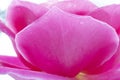 Macro shot of a beautiful pink rose petals water drops Royalty Free Stock Photo