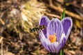 Macro shot of a beautiful purple Crocus Vernus flower with a bee on a blurred background Royalty Free Stock Photo