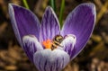 Macro shot of a beautiful purple Crocus Vernus flower with a bee on a blurred background Royalty Free Stock Photo