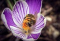 Macro shot of a beautiful purple Crocus Vernus flower with a bee on a blurred background Royalty Free Stock Photo