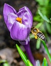 Macro shot of a beautiful purple Crocus Vernus flower with a bee on a blurred background Royalty Free Stock Photo