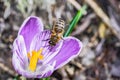 Macro shot of a beautiful purple Crocus Vernus flower with a bee on a blurred background Royalty Free Stock Photo