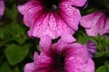 Macro shot of the beautiful purple petunia with patterns Royalty Free Stock Photo