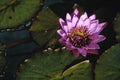 Macro shot of a beautiful purple water lily under sunbeams Royalty Free Stock Photo