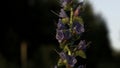 Macro shot of a beautiful purple wild flower in super slow motion. Creative. Summer meadow in the golden hour. Royalty Free Stock Photo