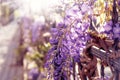 Macro shot of beautiful purple wisteria tree hang over iron fence in spring. Rays of sun go through blossoming wisteria branches.