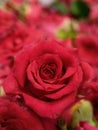 Macro shot of a beautiful red rose flower in garden Royalty Free Stock Photo