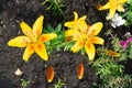 Macro shot of beautiful red tiger lily flowers or lilly blossoms Royalty Free Stock Photo