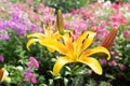 Macro shot of beautiful red tiger lily flowers or lilly blossoms Royalty Free Stock Photo