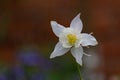 Beautiful single white aquilegia flower
