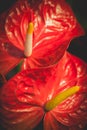 Macro shot of beautiful spadix. Vintage natural floral background,