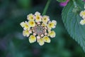 Macro shot of the beautiful West Indian Lantana flower